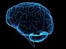 A Brain (The Mind)